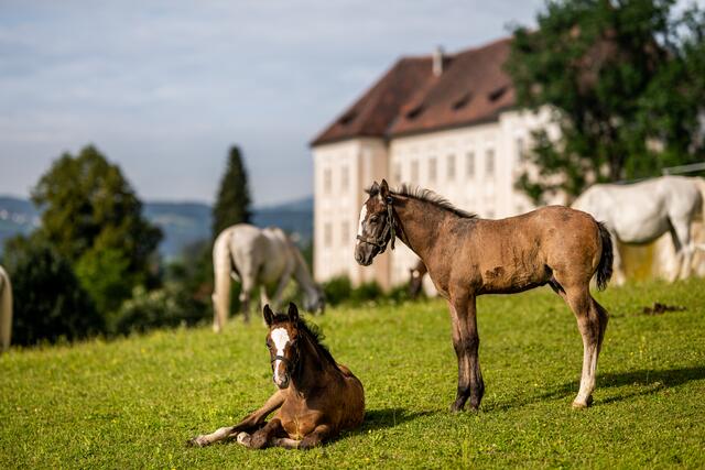 So schön ist unsere Lipizzanerheimat. Hier Fohlen und Stuten vor dem Schloss Piber. | Foto: Gabriele Boiselle