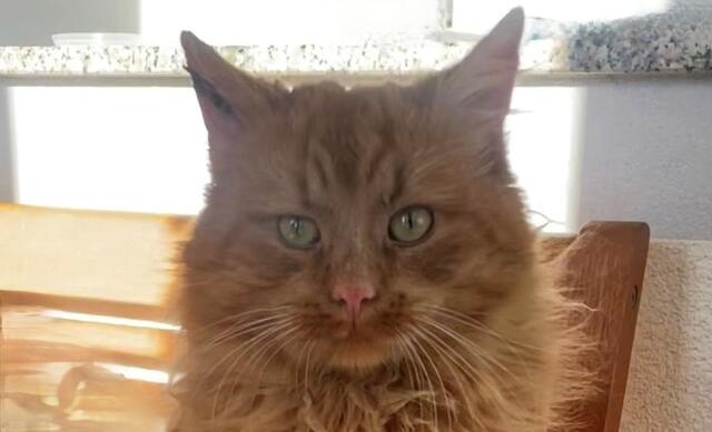 Kater "Karli" wurde am 30. Jänner getötet.  | Foto: Privat