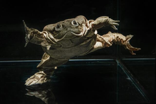 In Kooperation mit dem Tiergarten Schönbrunn enthüllt eine Studie, dass die bedrohten Titicaca-Riesenfrösche unter sauerstoffarmen Bedingungen häufig „Unterwasser-Liegestütze“ machen. | Foto: Tiergarten Schönbrunn/Rupert Kainradl