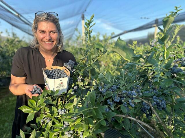 In der Kärntner Früchtewelt haben aktuell die Heidelbeeren Hochsaison. | Foto: Kärntner Früchtewelt