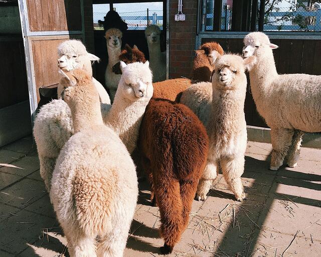 Am 19. Juli und am 9. August kann man Alpakas in Kaiserebersdorf aus der Nähe kennenlernen. (Symbolfoto) | Foto: pexels/Dmitry Zvolskiy