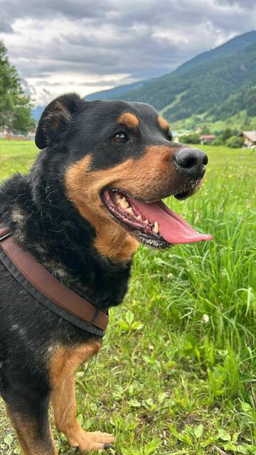 Zehnjährige Hündin Vicky sucht neues Zuhause. | Foto: Tierheim Bruck