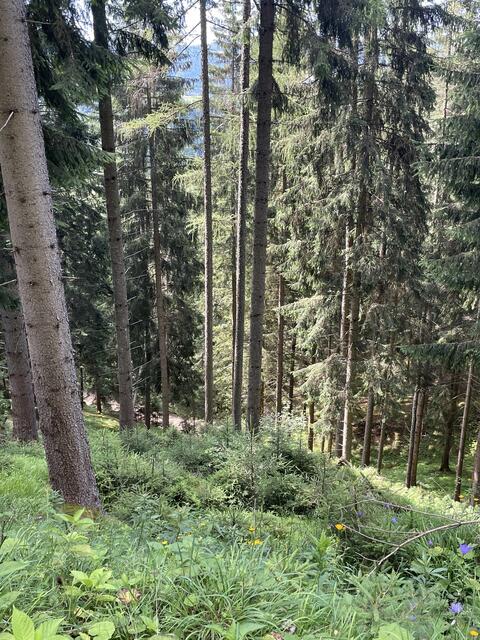 Die Fichte ist immer noch die wichtigste heimische Baumsorte, eine Beimischung anderer Bäume ökologisch sinnvoll. | Foto: MeinBezirk