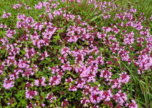 Blühender Thymian  | Foto: H. Bachinger