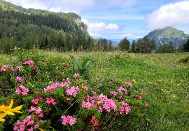 Postalm  | Foto: H. Bachinger