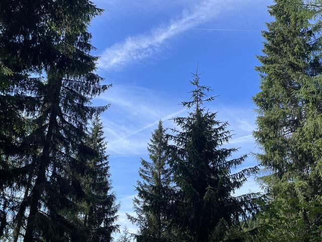 Der Blick eines Forstwirtes geht auch immer nach oben zu den Wipfeln. | Foto: MeinBezirk