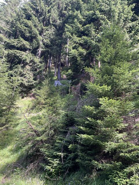 Die Forstarbeiter in unserer Region sind teils in sehr steilem Gelände tätig. | Foto: MeinBezirk