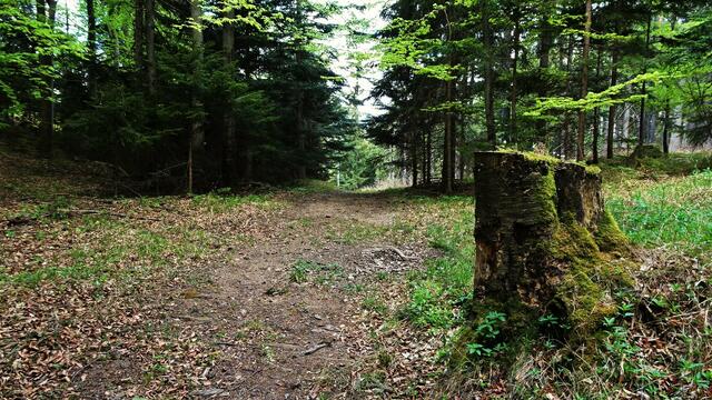 Leicht begehbare Forststraße am Grasberg ... | Foto: © Silvia Plischek