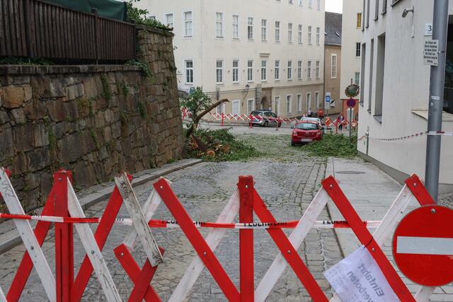 Ein Baum stürzte auf den Linzer Tummelplatz, mehrere Personen wurden verletzt. | Foto: laumat.at/Matthias Lauber