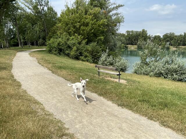 Ein Hund läuft durch die Hundezone beim Teich in Hirschstetten.  | Foto: MeinBezirk/Luise Schmid