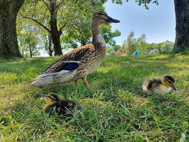Die Flora und Fauna in Linz bietet vieles zu entdecken.  | Foto: Linz+