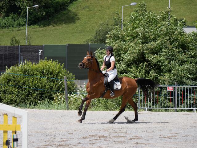 Springreiten der Warmblüter. | Foto: Königshofer