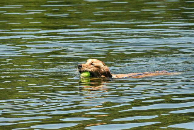 Morgens eine kleine Runde Schwimmen kann Hunden Abkühlung bringen. | Foto: De souza/Pexels