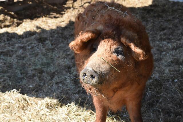 Am Biohof N°5 kann man Wein genießen und Schweine besuchen. | Foto: La Gioia