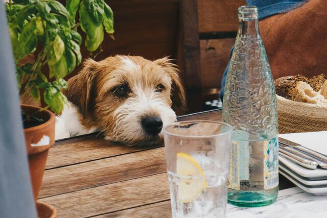 Bei großer Hitze gilt für Tiere ebenso wie für Menschen: ausreichend trinken! | Foto: Daniel Brunsteiner/Unsplash