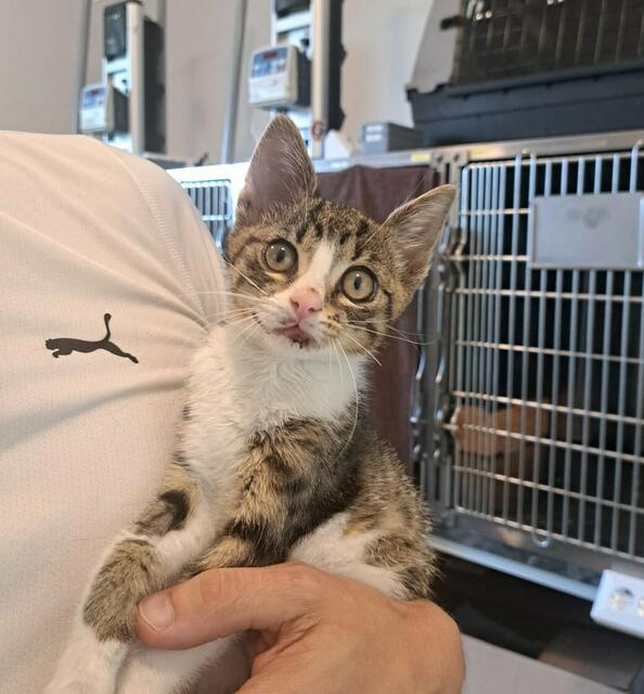 "Lucky" geht es bereits wieder viel besser. | Foto: tmzt.at