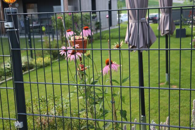 Anders als verbarrikadierende Thujen oder Kirschlorbeer zeigen die Vorgärten Am Grünanger 14  eine blühenden Vielfalt. | Foto: Edith Ertl