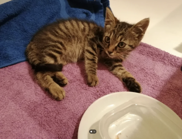 In der Krottenbachstraße 6 zwischen der BP-Tankstelle und der Schule wurde ein Katzenbaby gefunden.  | Foto: Bal_Roth/Reddit