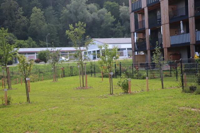 35 Bäume - Linden, Äpfel, Kirsche, Birne, Feldahorn, Maulbeere, Ringlotte oder Kriecherl sorgen für natürlichen Schatten im Sommer und laden zum Ernten ein.  | Foto: Edith Ertl