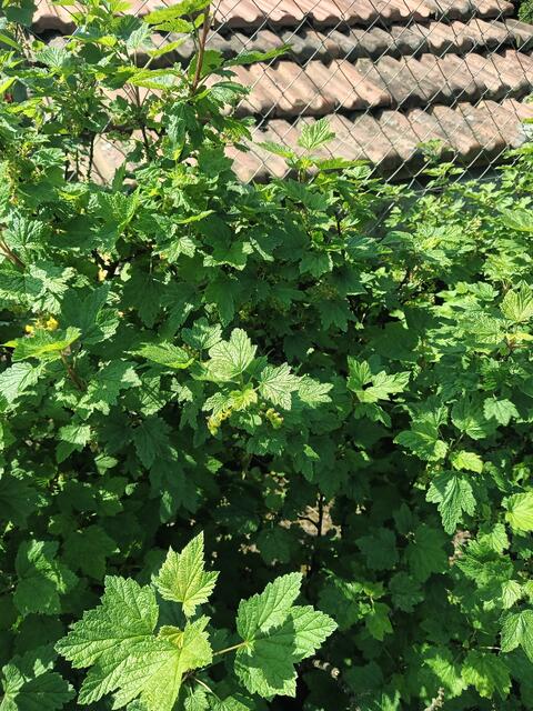 Foto: Gerhard Wurzer