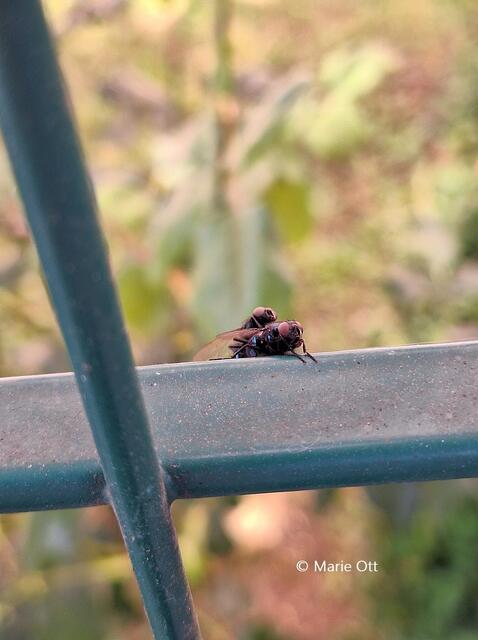 Schwarze Fliegen bei der Paarung