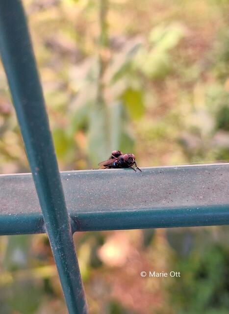 Paarungsritual Fliegen