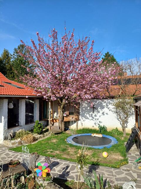 Unter dem blühenden Baum fühlt sich auch der Hund sehr wohl.