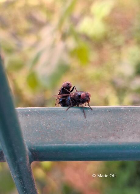 Die Paarung von Fliegen