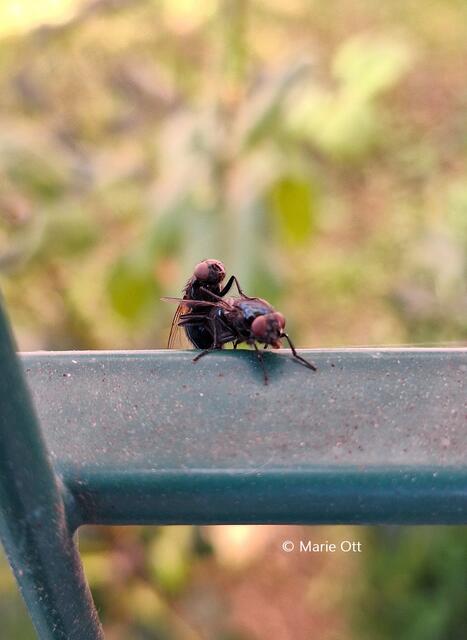 Die Paarung der Fliegen