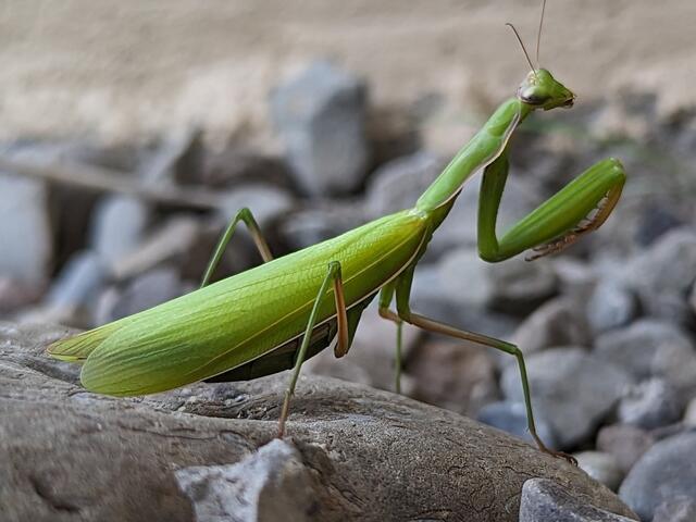 Die Europäische Gottesanbeterin (Mantis religiosa) stammt ursprünglich aus Afrika. | Foto: iNaturalist