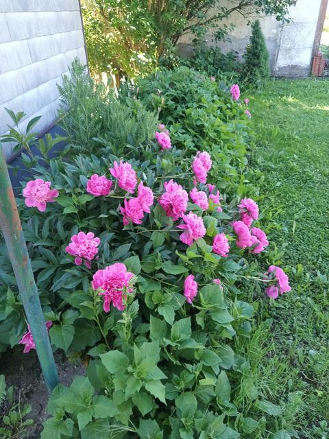 Foto: Gerhard Wurzer