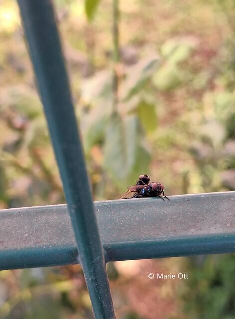 Fliegen bei der Paarung