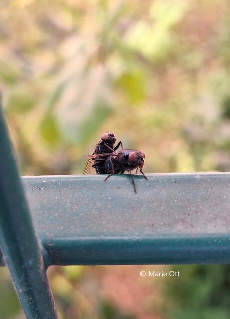 Fliegen beim Sex