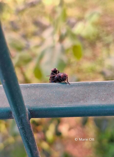 Paarungsritual von Fliegen