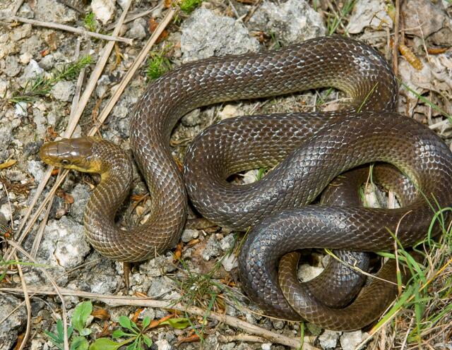 Die Äskulapnatter ist die größte einheimische Schlange. Sie wird in Ausnahmefällen bis zu zwei Meter lang. | Foto: MeinBezirk