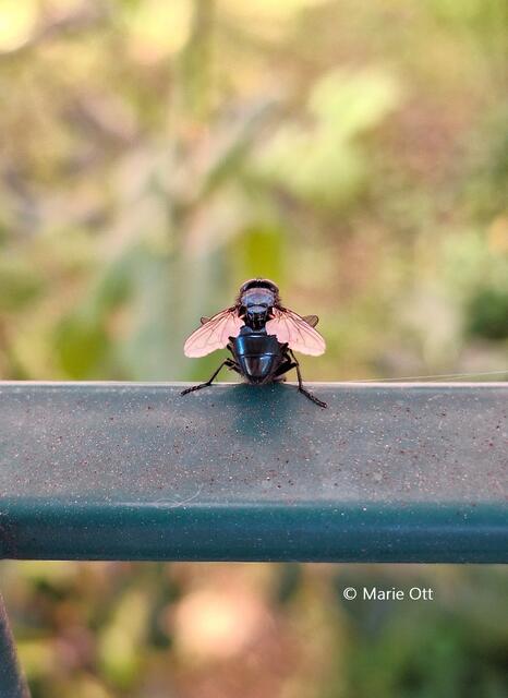 Paarungsritual, Fliegen