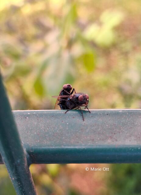 Die Fliegen bei bei der Paarung