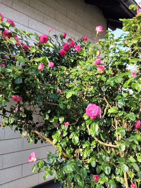 Foto: Gerhard Wurzer