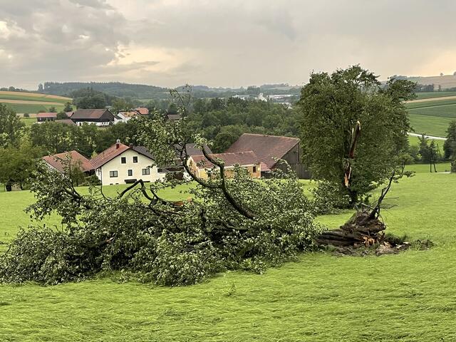 Der Sturm warf im Innviertel zahlreiche Bäume um. | Foto: MeinBezirk