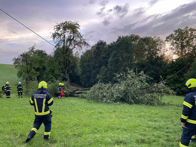 Mehrere Bäume mussten im Gemeindegebiet aus Stromleitungen geschnitten, 