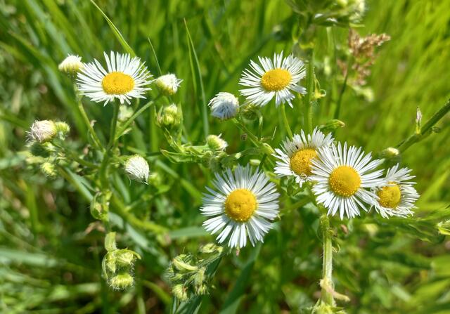 Einjährige Berufkraut © Julia Kropfberger