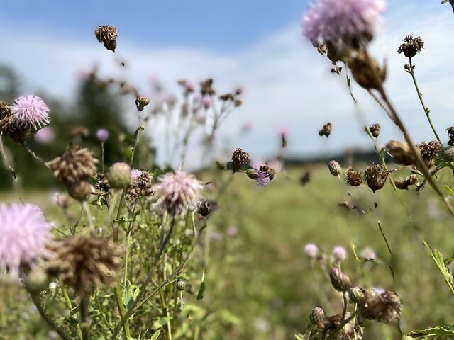 Auf einer Blumenwiese finden Millionen von Nützlingen einen wichtigen Lebensraum. Deshalb setzen sich viele Gemeinden und Unternehmen für diese Biodiversitätsflächen ein. | Foto: MeinBezirk/Vorraber