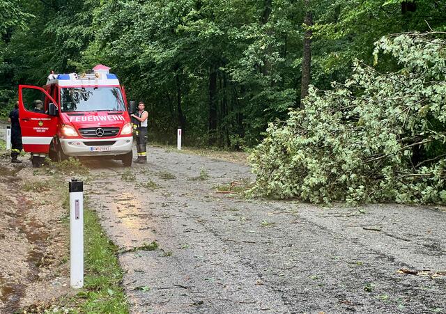 Das Unwetter stürzte Bäume auf die Straße. | Foto: BFK Krems Gernot Rohrhofer