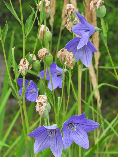 Foto: Zuzana Kobesova 2024