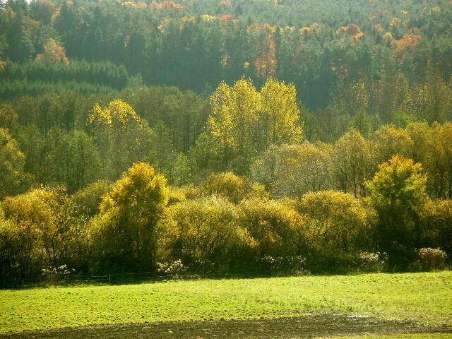 Das Moor ist laut Probebohrungen rund 13 Meter mächtig und hat ein Alter von mindestens 10.000 Jahren.  | Foto: Verein "Rund ums Moor"