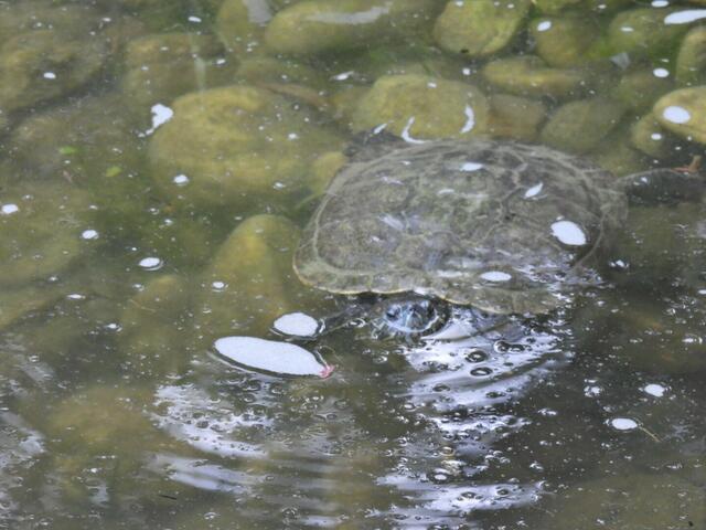 Foto: Zuzana Kobesova 2024