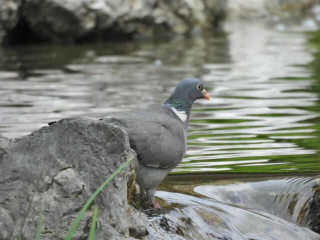 Foto: Zuzana Kobesova 2024