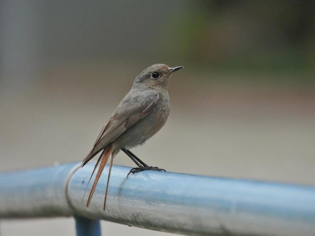 Foto: Zuzana Kobesova 2024