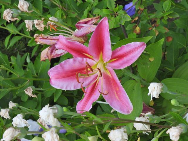 Foto: Zuzana Kobesova 2024