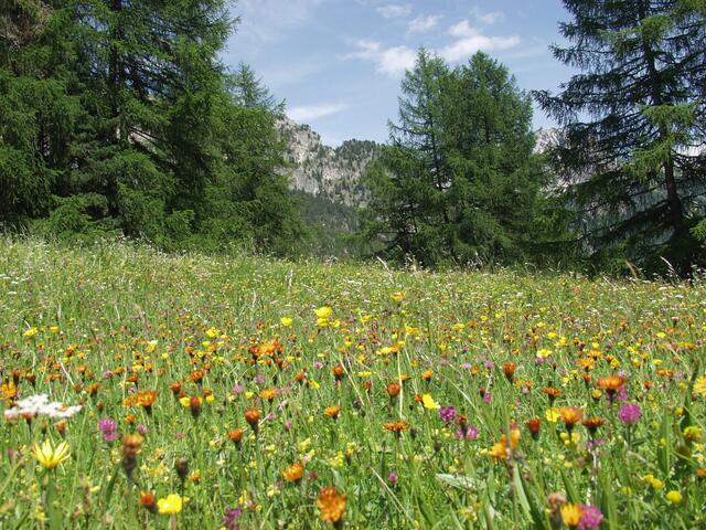 Die Umfrage zur Wahrnehmung des Renaturierungsesetzes richtet sich an alle Tirolerinnen und Tiroler. Die Studie ist Teil des Projekts "G4B-Grünland für Biodiversität" des Eurac Research und dem Versuchszentrum Laimburg in Kooperation mit der Universität Innsbruck und weiteren 13 Partnern aus acht europäischen Ländern. | Foto: G4B-Grünland für Biodiversität